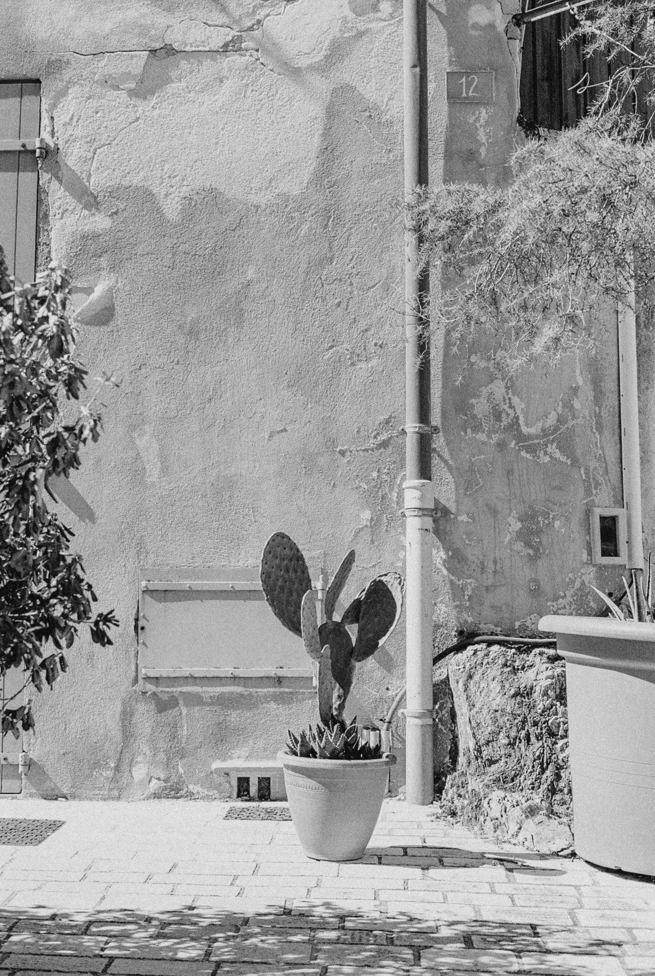 A potted cactus with a textured surface placed in front of a weathered wall.
